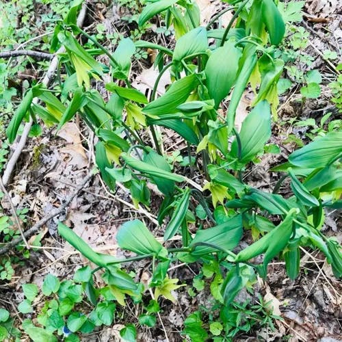 Bellwort (Uvularia grandiflora)-i