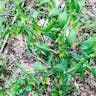 Bellwort (Uvularia grandiflora)-i
