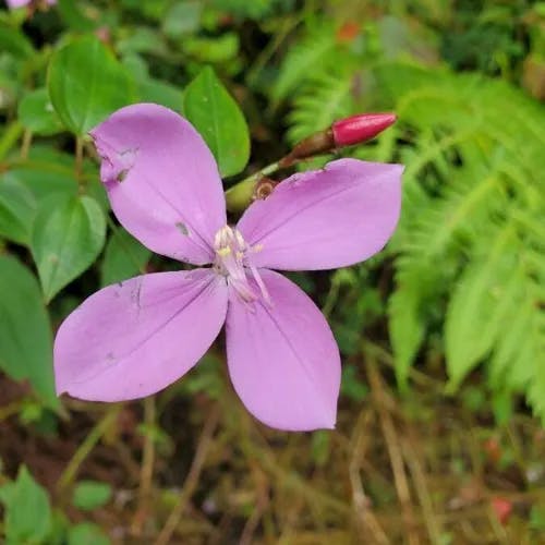 Pink fringe (Arthrostemma ciliatum)-i