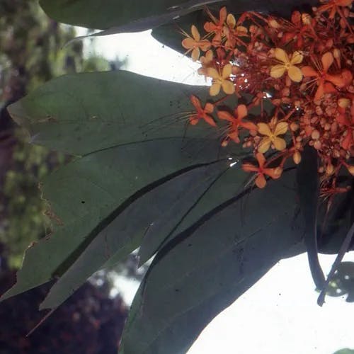 Asoka-tree (Saraca indica)-i