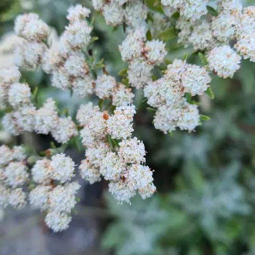 St. catherine's lace (Eriogonum giganteum)-i