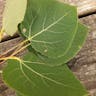 American aspen (Populus tremuloides)-i