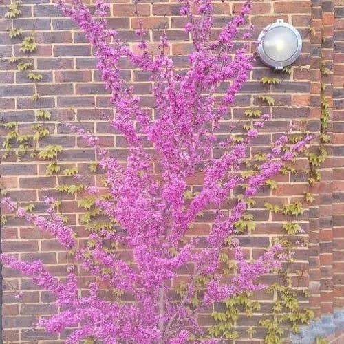 Chinese redbud (Cercis chinensis)-i