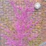 Chinese redbud (Cercis chinensis)-i