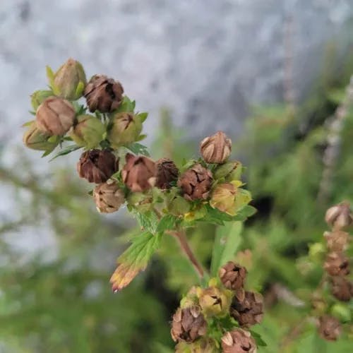 エゾノミツモトソウ（蝦夷水源草） (Potentilla norvegica)-i