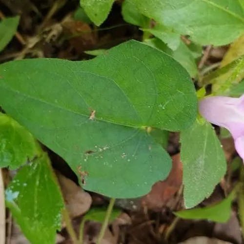 ホシアサガオ（星朝顔） (Ipomoea triloba)-i
