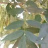 American ash (Fraxinus americana)-i