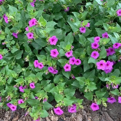 Froebel's four o'clock (Mirabilis multiflora)-i