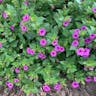 Froebel's four o'clock (Mirabilis multiflora)-i