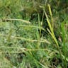 タチスズメノヒエ（立雀稗） (Paspalum urvillei)-i