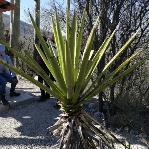 Mohave yucca (Yucca schidigera)-i