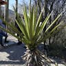 Mohave yucca (Yucca schidigera)-i