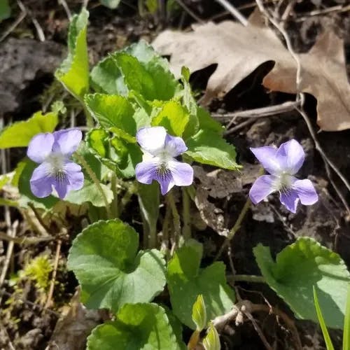 Early-blue violet (Viola adunca)-i