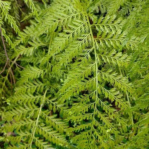 Mother fern (Asplenium bulbiferum)-i