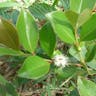 キバンジロウ（黄蕃石榴） (Psidium cattleyanum)-i