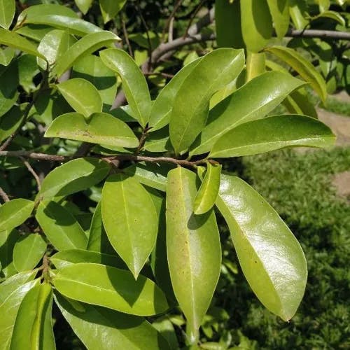 トゲバンレイシ（刺蕃茘枝） (Annona muricata)-i