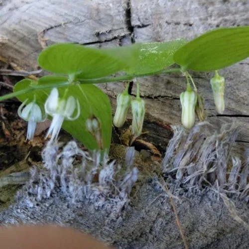 クサナギカズラ（草薙蔓） (Asparagus asparagoides)-i