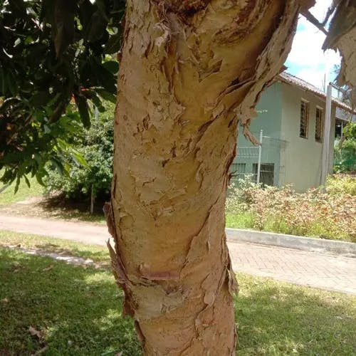 ソウシジュ（相思樹） (Acacia confusa)の特徴,育て方,花言葉