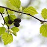 カワラハンノキ（河原榛の木） (Alnus serrulatoides)-i