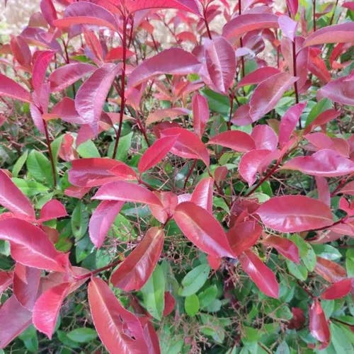 オオカナメモチ（大要黐） (Photinia serratifolia)-i