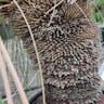 Grass tree (Xanthorrhoea quadrangulata)-i