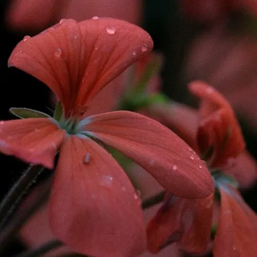 Scarlet geranium (Pelargonium inquinans)-i