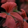 Scarlet geranium (Pelargonium inquinans)-i