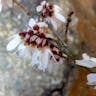 ウチワノキ（団扇木） (Abeliophyllum distichum)-i