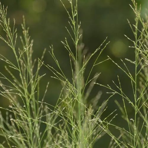 オオクサキビ（大草黍） (Panicum dichotomiflorum)-i