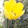 チューリップ (Tulipa gesneriana)-i