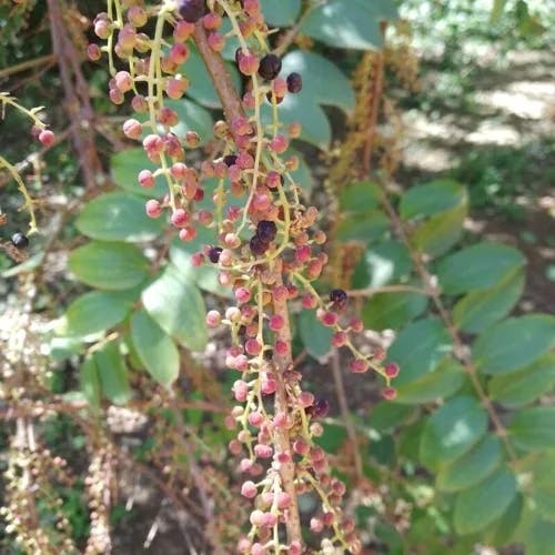 ドクウツギ（毒空木） (Coriaria japonica)-i