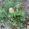 Arrowleaf clover (Trifolium vesiculosum)-i