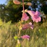 Large beardtongue (Penstemon grandiflorus)-i