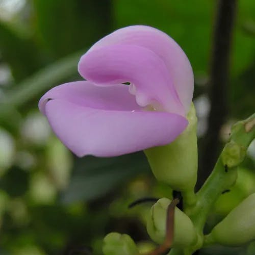 ハマナタマメ（浜鉈豆） (Canavalia lineata)-i