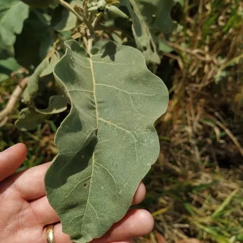 Wolf apple (Solanum lycocarpum)-i