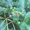 Giant dogwood (Cornus controversa)-i