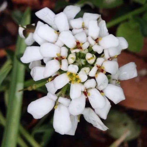 トキワマガリバナ（常葉曲がり花） (Iberis sempervirens)-i