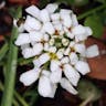 トキワマガリバナ（常葉曲がり花） (Iberis sempervirens)-i