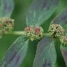 Asthmaplant (Euphorbia hirta)-i