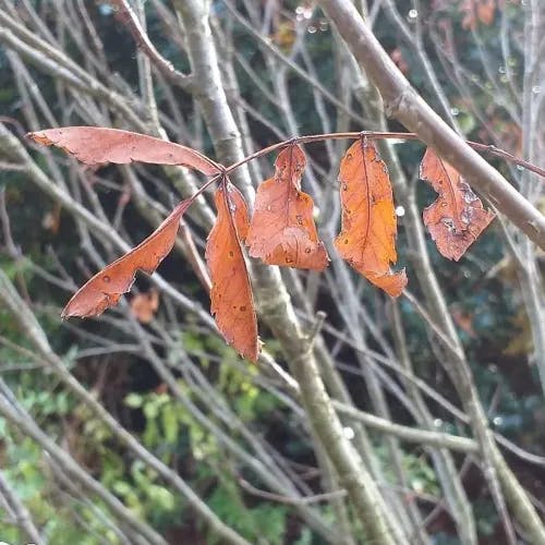 ウラジロナナカマド（裏白七竈） (Sorbus matsumurana)-i