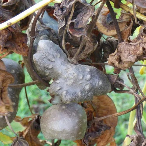 ニガカシュウ（苦何首烏） (Dioscorea bulbifera)-i