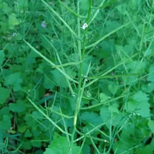 ニンニクガラシ（ニンニク辛子） (Alliaria petiolata)-i