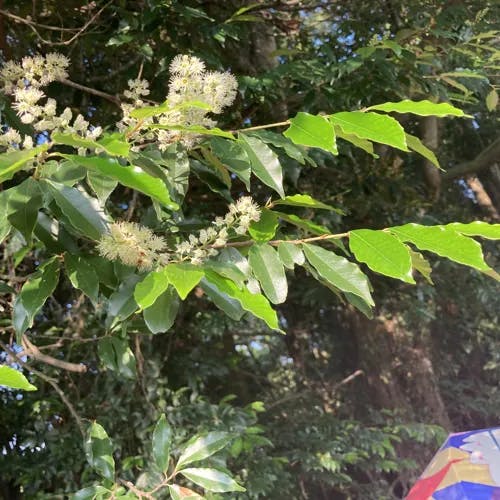 リンボク（橉木） (Prunus spinulosa)-i