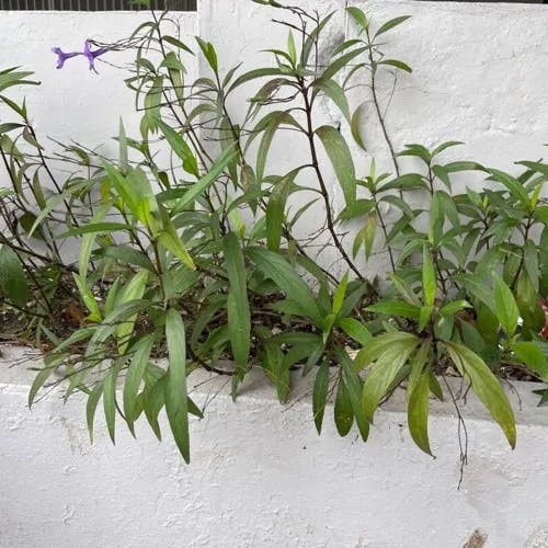 ヤナギバルイラソウ（栁葉ルイラ草） (Ruellia simplex)-i