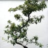 カザンデマリ（崋山手毬） (Pyracantha crenulata)-i