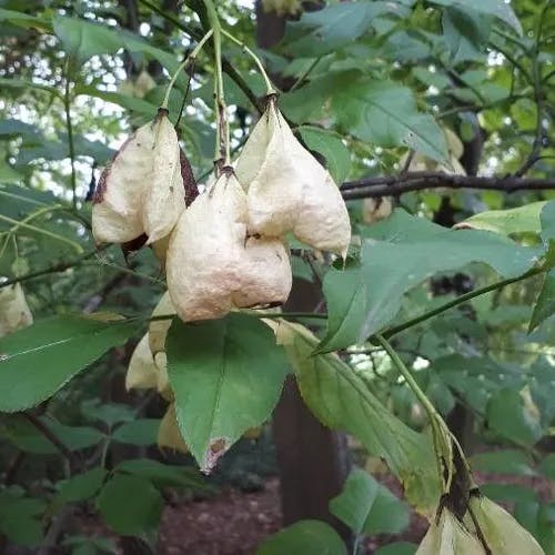 American bladdernut (Staphylea trifolia)-i