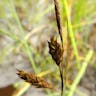 ヤチスゲ（谷地菅） (Carex limosa)-i