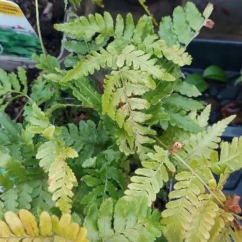 ベニシダ（紅羊歯） (Dryopteris erythrosora)-i