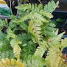 ベニシダ（紅羊歯） (Dryopteris erythrosora)-i