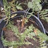 Ebony spleenwort (Asplenium platyneuron)-i